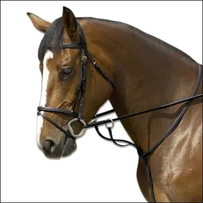 Cet enrnement permet d'viter que le cheval ne lve la tte sauf qu'il faut dtacher les rnes pour pouvoir le placer. De plus, il est reli  la sangle. C'est...