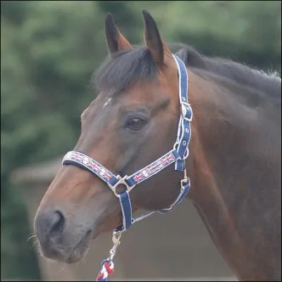 Comment nomme-t-on cet harnachement que l'on utilise pour diriger le cheval avec les mains ?