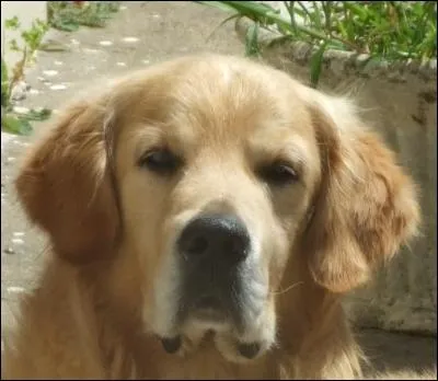 De quelle race de chien s'agit-il ?