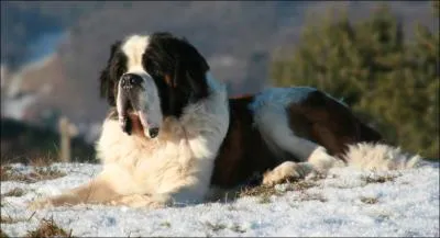 De quelle race de chien s'agit-il ?