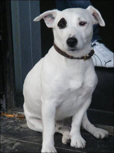 De quelle race de chien s'agit-il ?