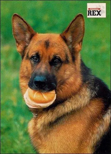 De quelle race de chien s'agit-il ?