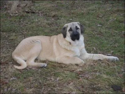 De quelle race de chien s'agit-il ?