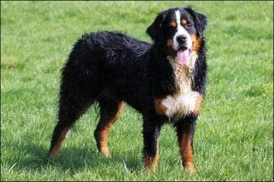 De quelle race de chien s'agit-il ?