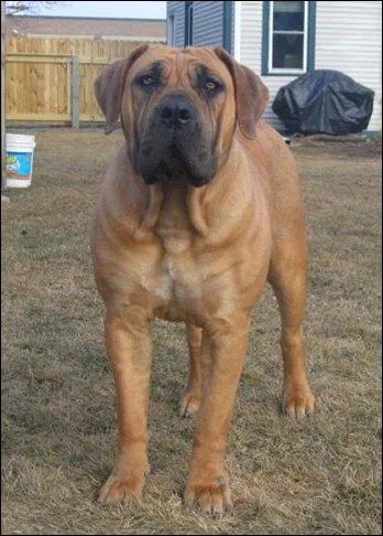 De quelle race de chien s'agit-il ?