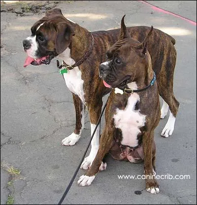 De quelle race de chien s'agit-il ?