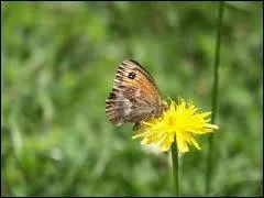 Passer d'une chose, d'une personne  une autre, sans se fixer, c'est :