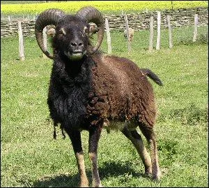 Que fait le mouflon ?