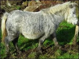 Quelle est la dure de gestation pour une jument ou une ponette ?