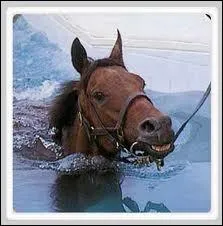 Un cheval sait-il nager ?