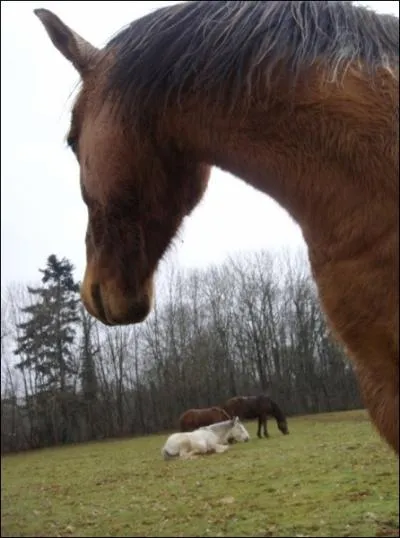 Le pr est mieux pour les chevaux et poneys .