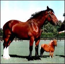 Les chevaux et poneys font partie d'une mme espce, laquelle ?