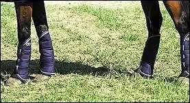 Les chevaux et poneys ont 4 'pattes' comment les appelle-t-on ?