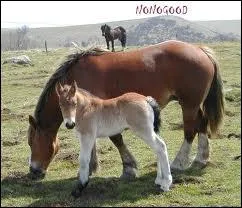 Les chevaux et poneys sont ... ?