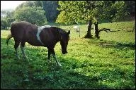 Combien y a-t-il de robes simples et composes ?