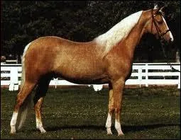 Quelles sont les robes simples ?