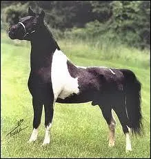 Quelle est la robe de ce cheval ?