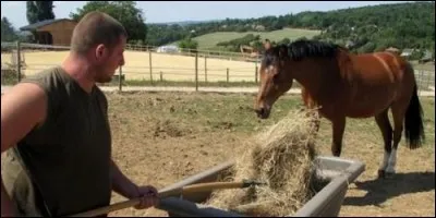 En équitation, quel métier permet de soigner et entraîner les chevaux ?