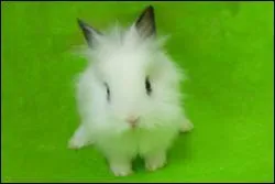 Quelle est la race de ce lapin ?