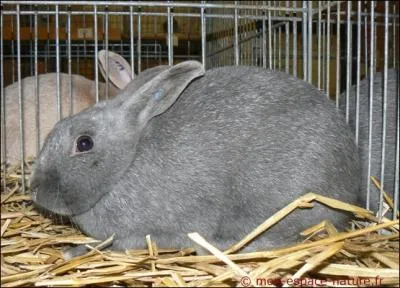Quelle est la race de ce lapin ?