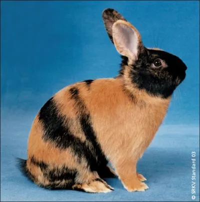 Quelle est la race de ce lapin ?