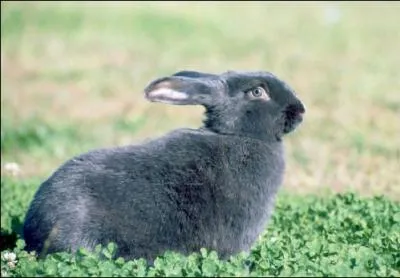 Quelle est la race de ce lapin ?