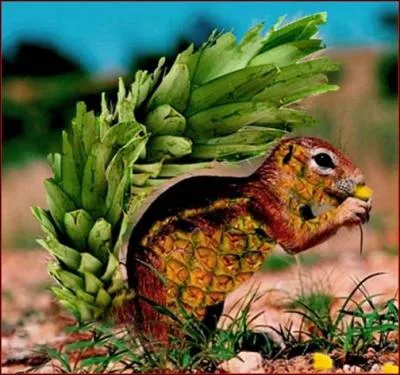 Quel animal et quel fruit voyez-vous sur cette image ?