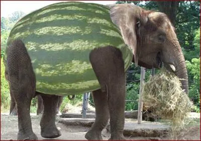 Quel animal et quel fruit voyez-vous sur cette image ?