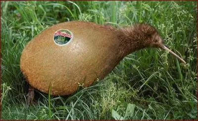 Quel animal et quel fruit voyez-vous sur cette image ?