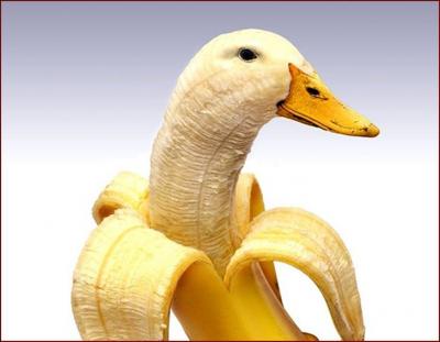 Il faut cocher 2 réponses à toutes les questions de ce quiz . Quel animal et quel fruit voyez-vous sur cette image ?