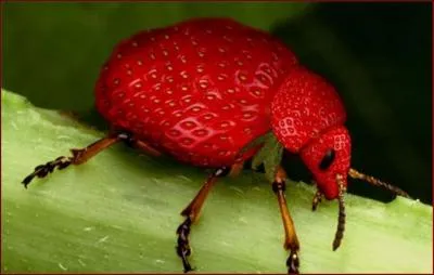 Quel animal et quels fruits voyez-vous sur cette image ?