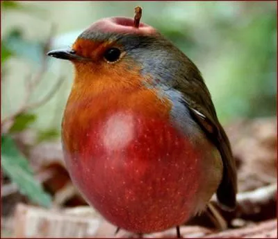 Quel animal et quel fruit voyez-vous sur cette image ?