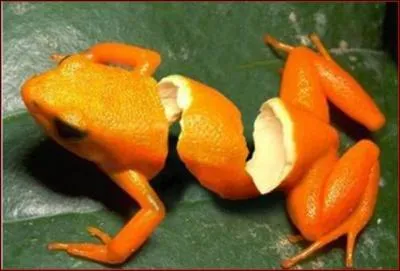 Quel animal et quel fruit voyez-vous sur cette image ?