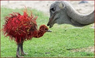 Quel animal et quel fruit voyez-vous sur cette image ?