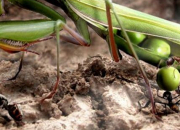 Quiz Photos drles : les animaux-lgumes