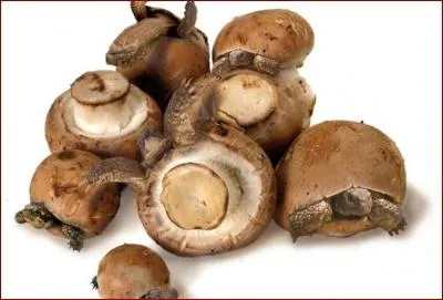 Quels animaux et quels lgumes voyez-vous sur cette image ? (Cliquez sur la photo pour zoomer)