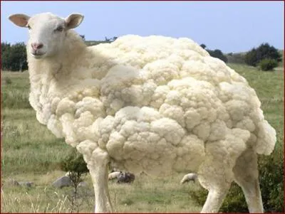 Quel animal et quel lgume voyez-vous sur cette image ?