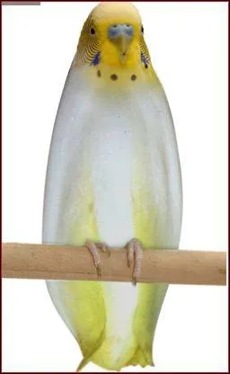 Quel animal et quel lgume voyez-vous sur cette image ?