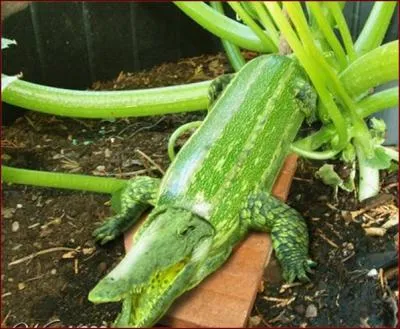 Quel animal et quel lgume voyez-vous sur cette image ? (Pour zoomer, cliquez sur la photo)