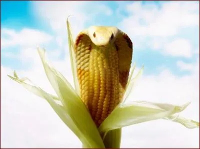 Quel animal et quel lgume voyez-vous sur cette image ?