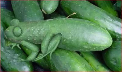 Quel animal et quels lgumes voyez-vous sur cette image ?