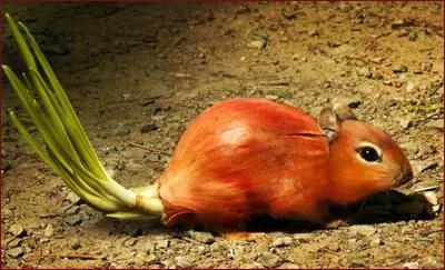 Quel animal et quel lgume voyez-vous sur cette image ?