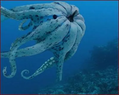 Quel animal et quel lgume voyez-vous sur cette image ?
