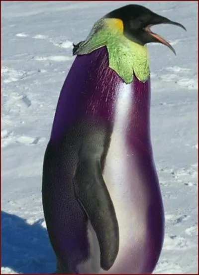 Quel animal et quel lgume voyez-vous sur cette image ?