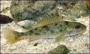 Contrairement aux ides reues, je ne suis pas un hybride de deux espces trs rpandues.