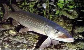 Je ne mrite pas ma rputation 'd'ogre des rivires'. Qui suis-je ?