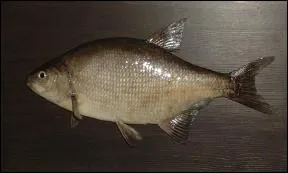 Les pcheurs m'appellent aussi 'la plate' ou 'le plateau' . Qui suis-je ?