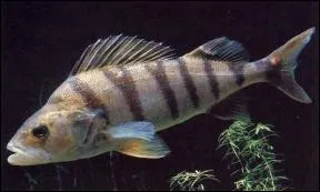 On m' appelle aussi la 'perdrix de rivire'. Je suis ?