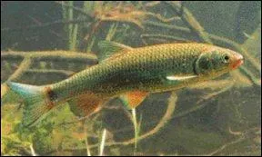 Je suis un 'touche  tout'. Qui suis-je ?