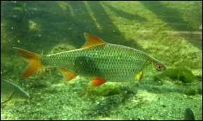 Je constitue le 'fonds de commerce' de nos plans d'eau. Je suis ?